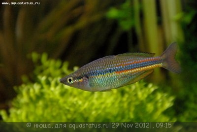 Фото Радужница северная Melanotaenia affinis  (photo#30676)