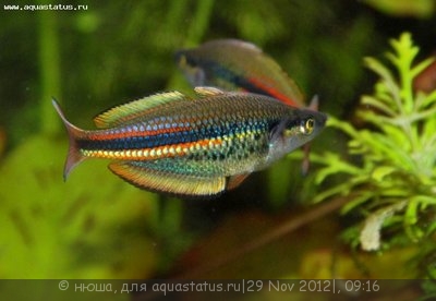 Фото Радужница северная Melanotaenia affinis  (photo#30677)