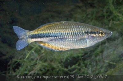 Фото Радужница северная Melanotaenia affinis  (photo#30678)