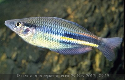 Фото Радужница северная Melanotaenia affinis  (photo#30679)