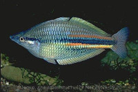 Фото Радужница северная Melanotaenia affinis  (photo#30680)