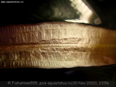 Аквариум любителя 100 литров (Fishermen555)