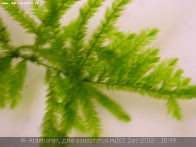 Опознание аквариумных растений