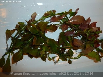 Опознание аквариумных растений
