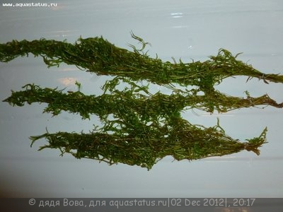 Опознание аквариумных растений