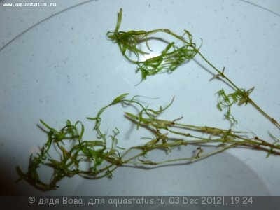 Опознание аквариумных растений
