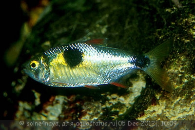 Фото Экзодон парадоксус Exodon paradoxus  (photo#30986)