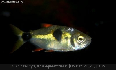 Фото Экзодон парадоксус Exodon paradoxus  (photo#30987)