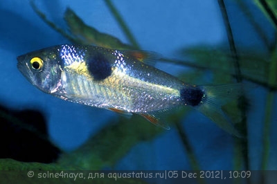 Фото Экзодон парадоксус Exodon paradoxus  (photo#30988)