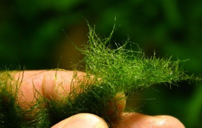 Фото Водоросль кладофора Blanket Weed и методы борьбы с ней (photo#3109)