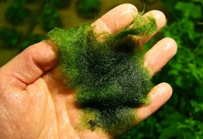 Фото Водоросль кладофора Blanket Weed и методы борьбы с ней (photo#3110)