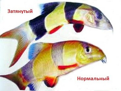 Фото Боции в аквариуме (photo#31109)