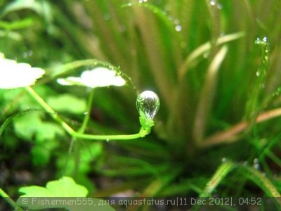 Фото Гидрокотила трехраздельная Hydrocotyle tripartita  (photo#31277)