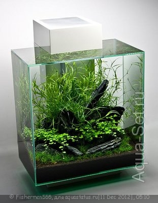 Фото Гидрокотила трехраздельная Hydrocotyle tripartita  (photo#31281)
