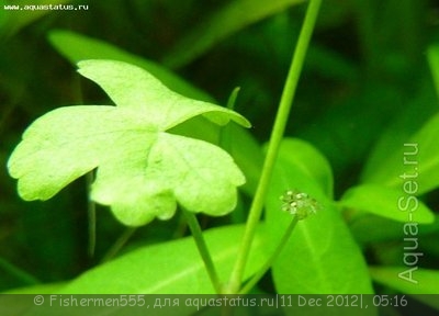 Фото Гидрокотила трехраздельная Hydrocotyle tripartita  (photo#31283)