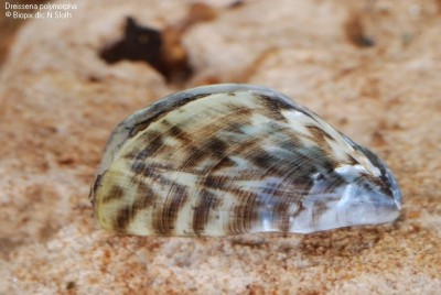 Фото Улитка Дрейсена речная Dreissena polymorpha  (photo#3137)