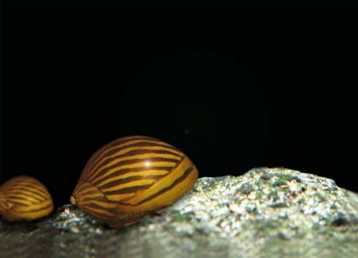 Фото Улитка Неретина Neritidae  (photo#3142)