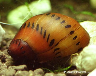 Фото Улитка Неретина Neritidae  (photo#3143)
