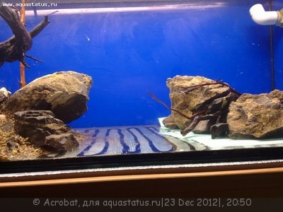 Фото Мои скейпы Acrobat  (photo#31807)
