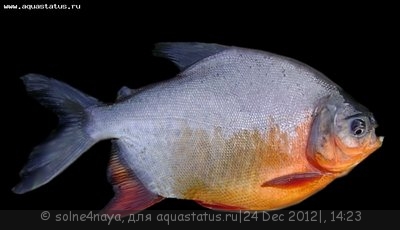 Фото Красный паку Colossoma bidens  (photo#31856)