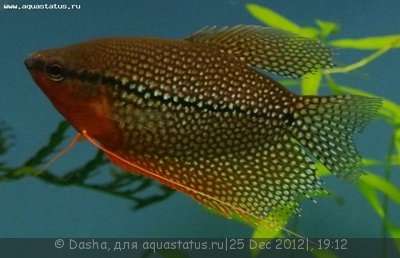 Мой аквариум 200 литров (Dasha)