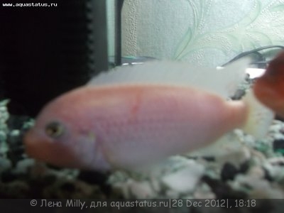 Помогите опознать рыбку (опознание рыб)
