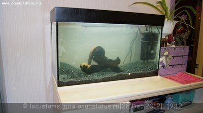 Фото Аквариум 100 литров Locustame  (photo#32020)