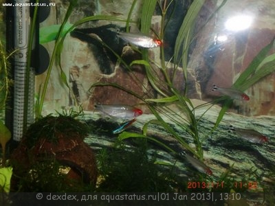 Фото Мой аквариум 50 литров dexdex  (photo#32206)