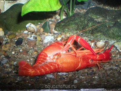 Фото Аквариумный фотоконкурс 5 (photo#32277)
