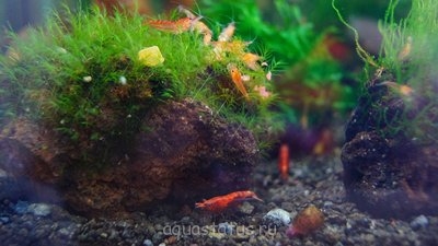 Фото Аквариумный фотоконкурс 5 (photo#32286)