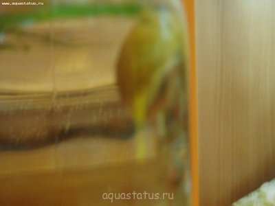 Фото Новый аквариум 40 литров Зайчик-аквариумист  (photo#32373)