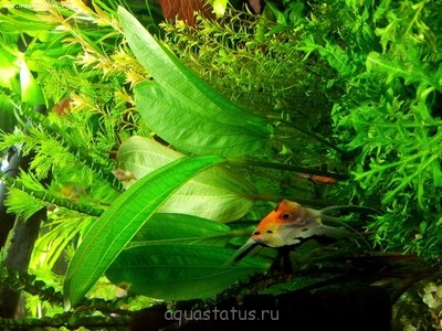 Опознание аквариумных растений
