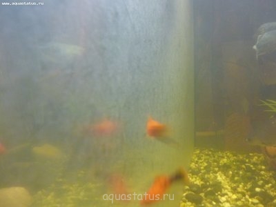 Белый налёт на всём в аквариуме