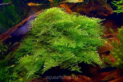 Фото Мох Мини Mini Moss - Taxiphyllum spec.  (photo#32422)