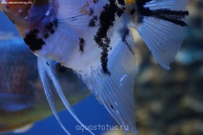 Фото Рыбы заболели, наверно ихтик ? (photo#32465)