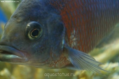 Фото Рыбы заболели, наверно ихтик ? (photo#32466)