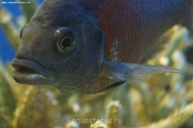 Фото Рыбы заболели, наверно ихтик ? (photo#32467)