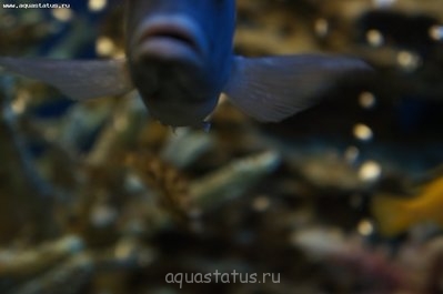 Рыбы заболели, наверно "ихтик" ?