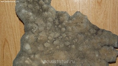 Не известный корал