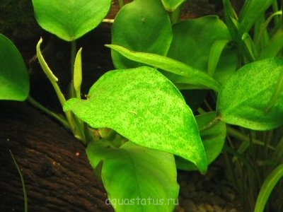 Фото Водоросли в аквариуме (photo#32606)