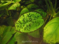 Фото Водоросли в аквариуме (photo#32607)