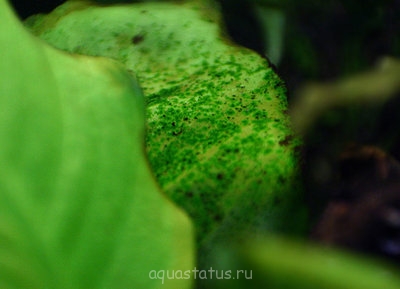 Фото Водоросли в аквариуме (photo#32608)