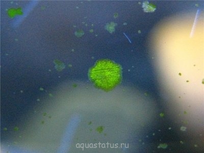 Фото Водоросли в аквариуме (photo#32610)
