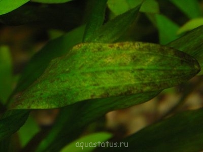 Фото Водоросли в аквариуме (photo#32611)
