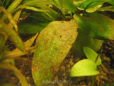 Фото Водоросли в аквариуме (photo#32613)