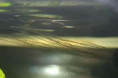 Фото Водоросли в аквариуме (photo#32626)