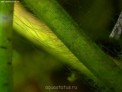 Фото Водоросли в аквариуме (photo#32629)