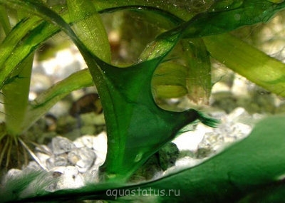 Фото Водоросли в аквариуме (photo#32641)