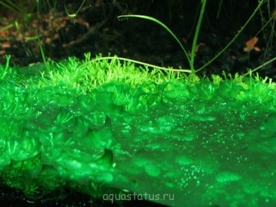 Фото Водоросли в аквариуме (photo#32642)