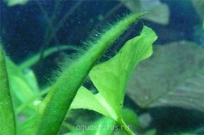 Фото Водоросли в аквариуме (photo#32643)